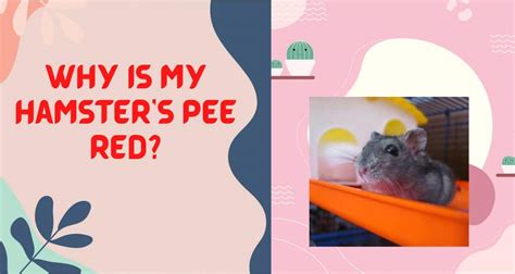 Urination Behavior of Hamsters: Understanding How Hamsters Pee